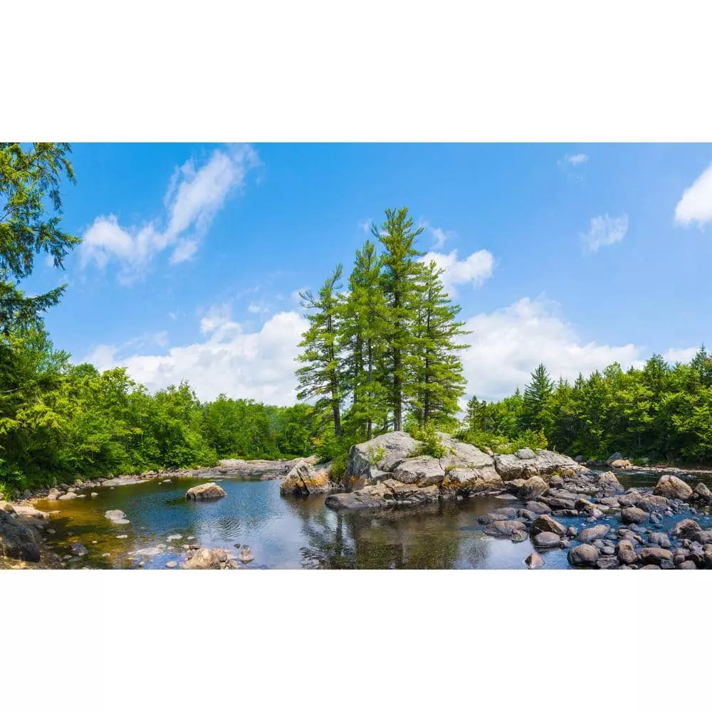 Biggies Tree View - Weather Proof Scene for Window Wells or Wall Mural - 80 in. x 40 in.