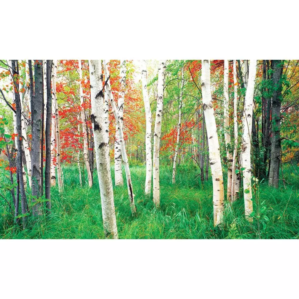 Biggies Woods View - Weather Proof Scene for Window Wells or Wall Mural - 80 in. x 40 in.