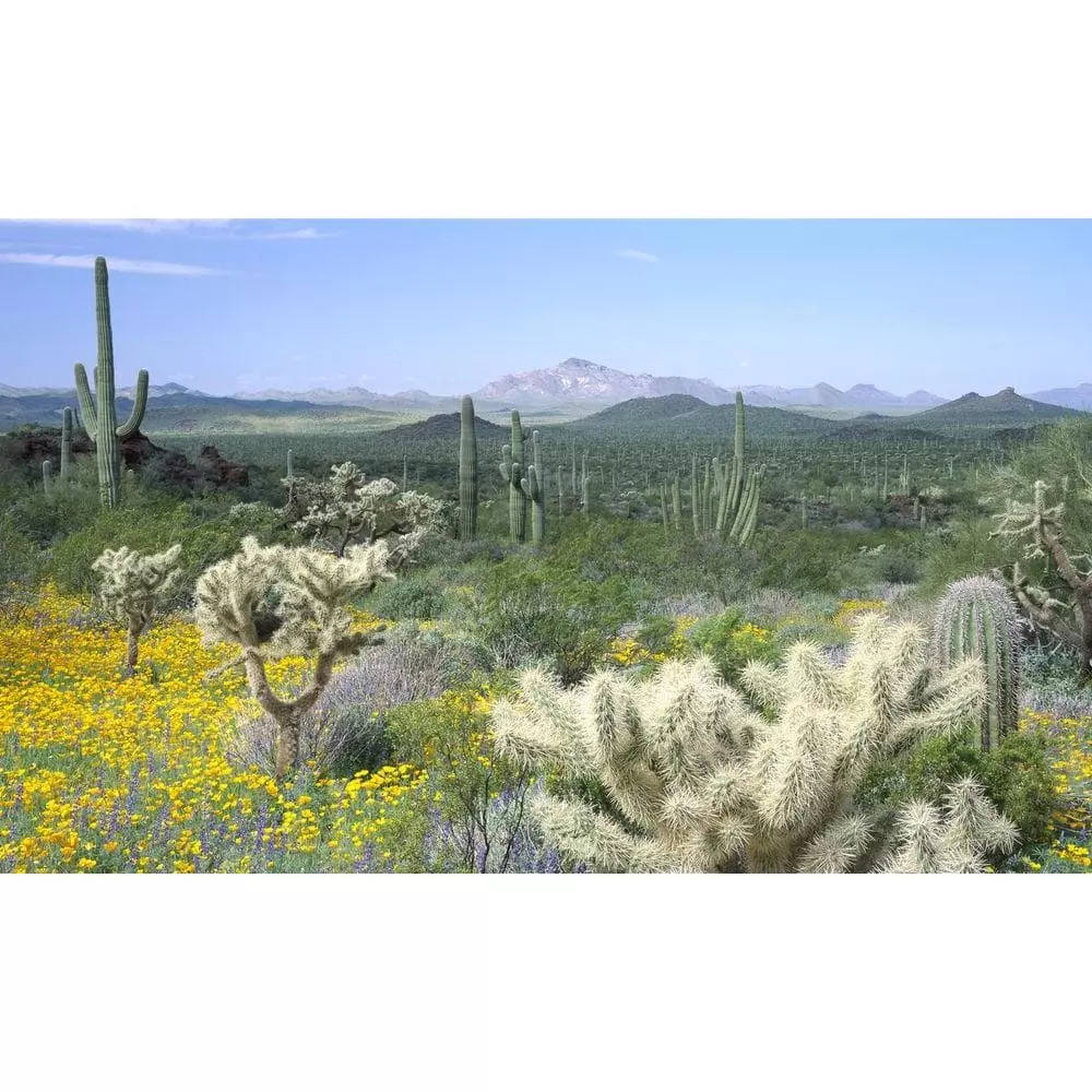 Biggies Desert View - Weather Proof Scene for Window Wells or Wall Mural - 120 in. x 60 in.